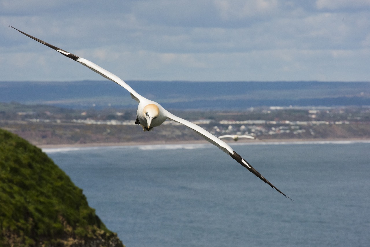 Image - gannet flight soar glide bird