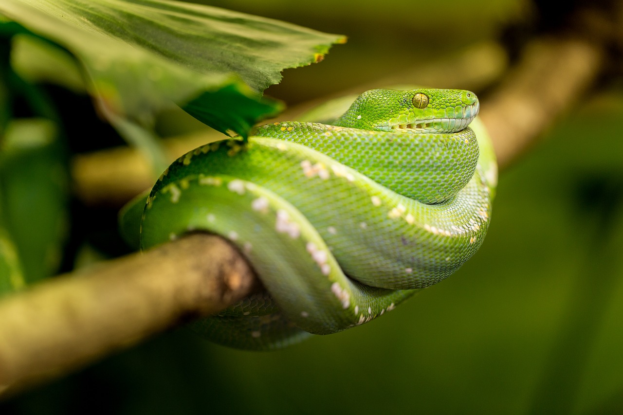 Image - snake green macro animal zoo