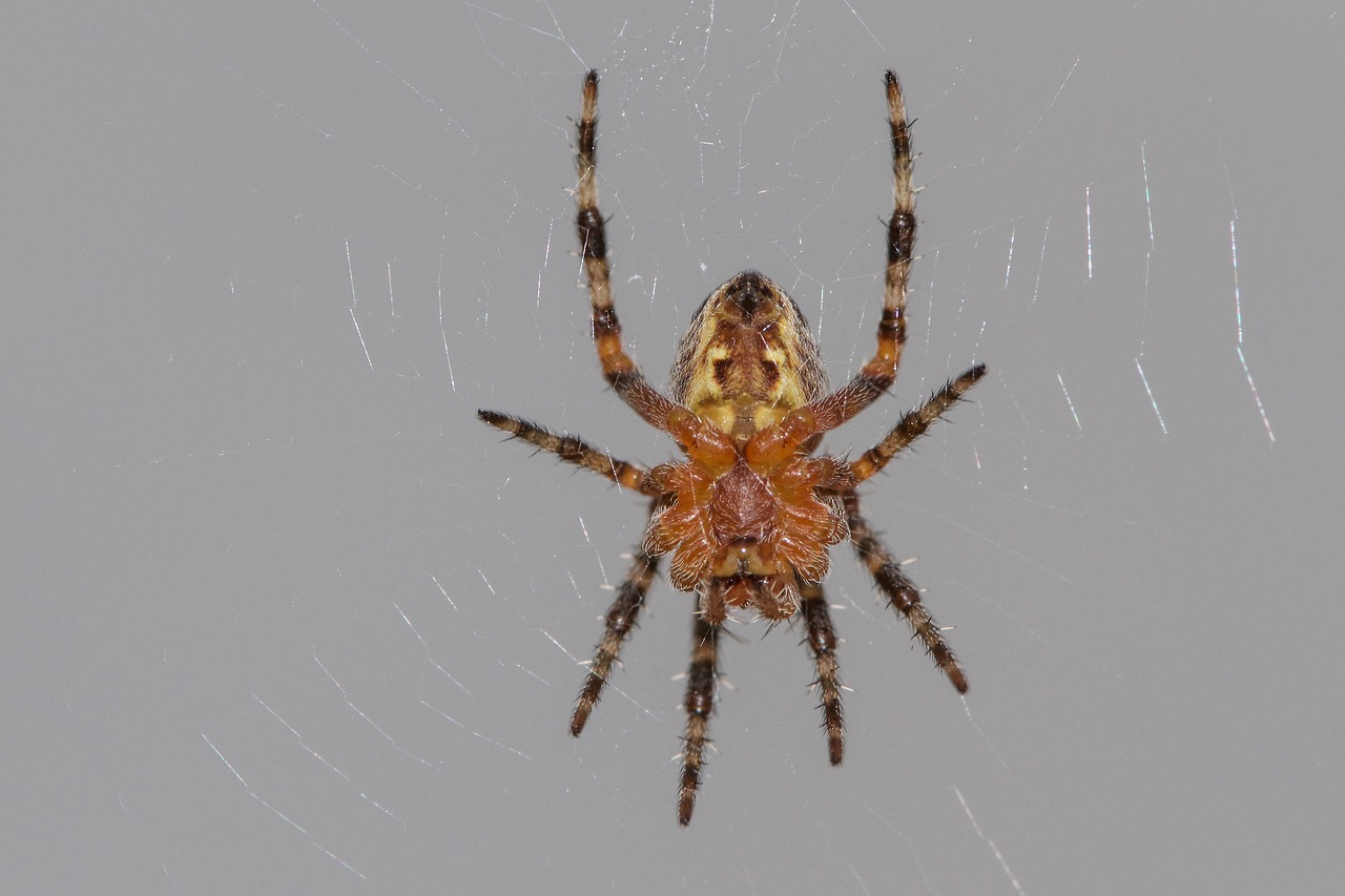 Image - garden spider spider
