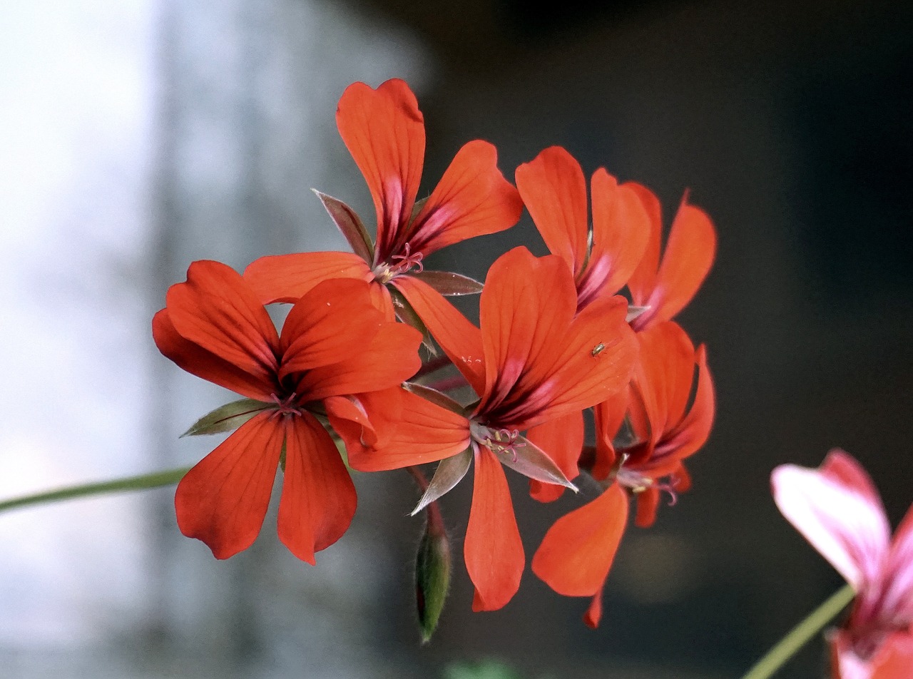 Image - flowers red nature garden warmth