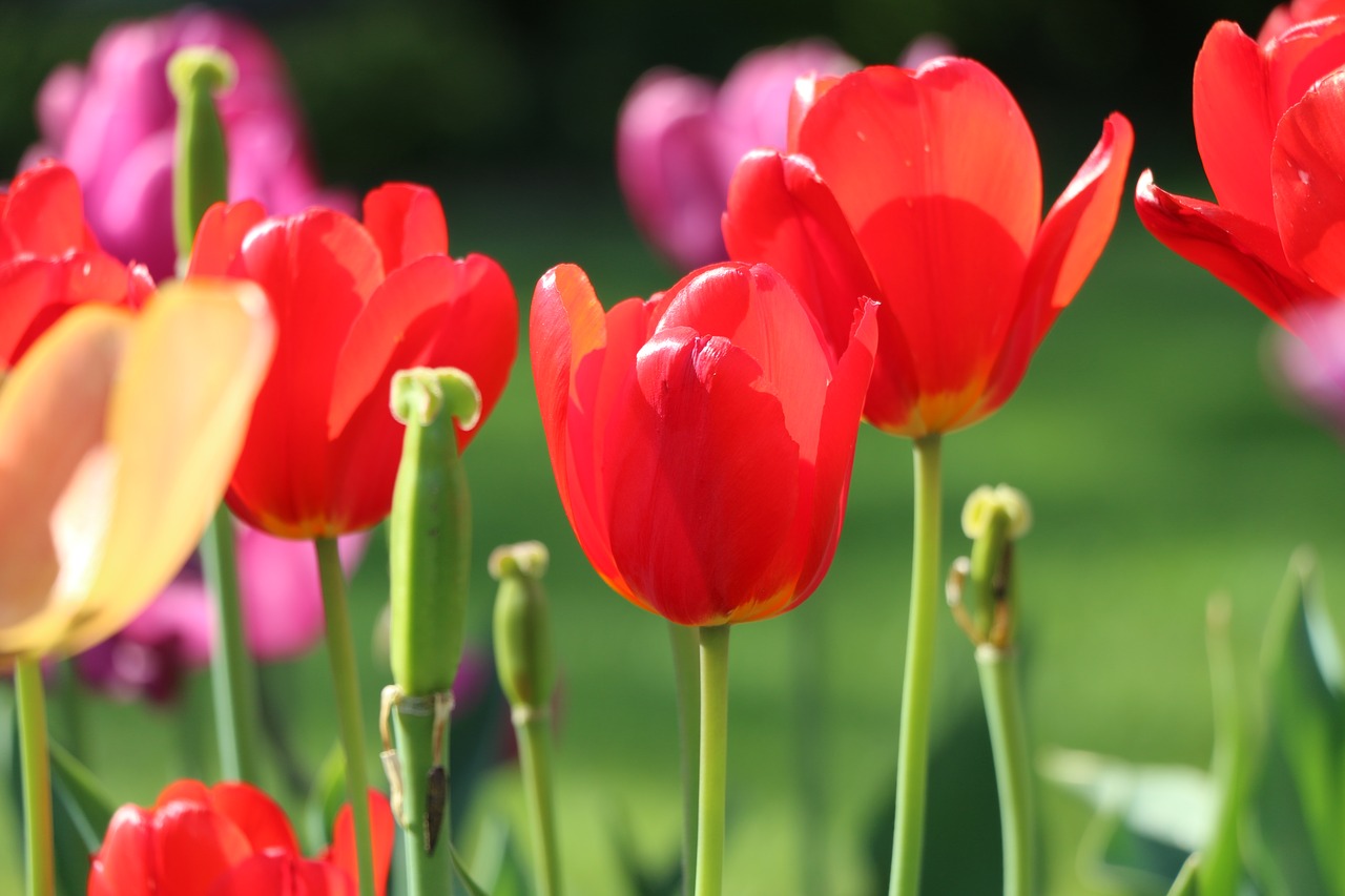 Image - tulip flower closed red flower bed