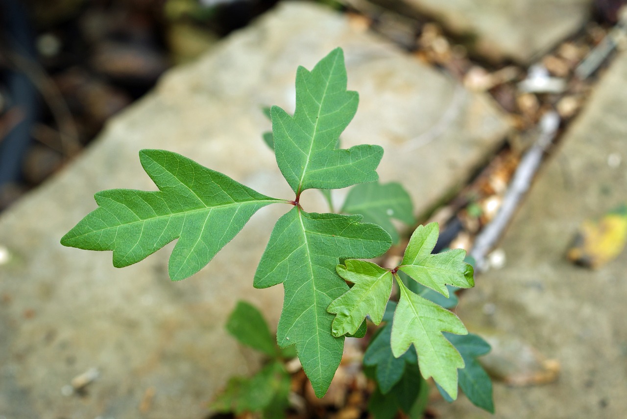 Image - poison ivy leaves of three blisters