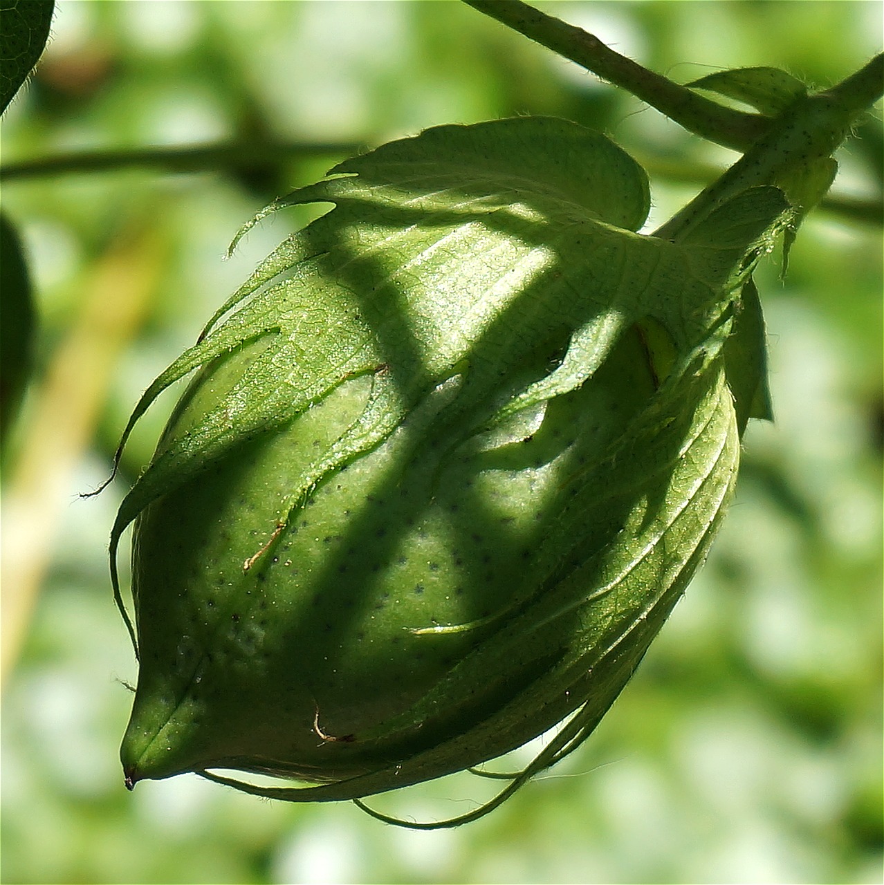 Image - green cotton boll cotton boll cotton