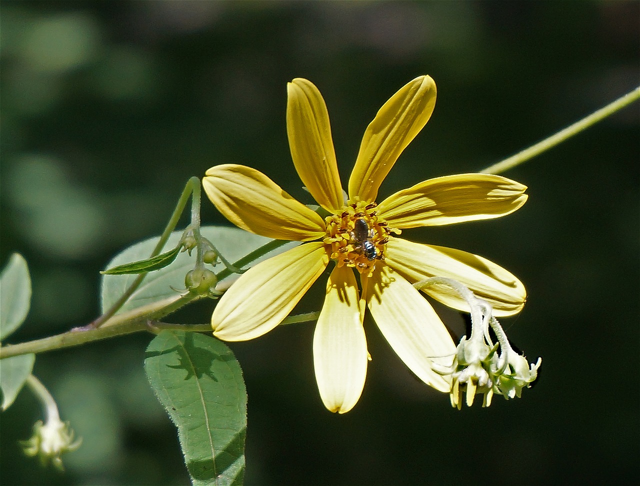 Image - wild sunflower wildflower sunflower