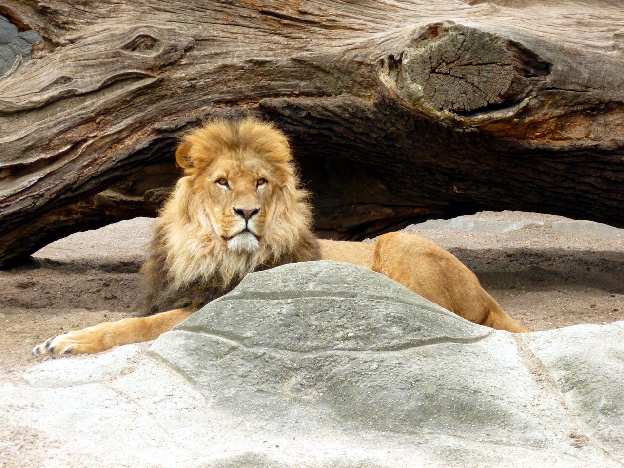 Image - lion lions male lion s mane