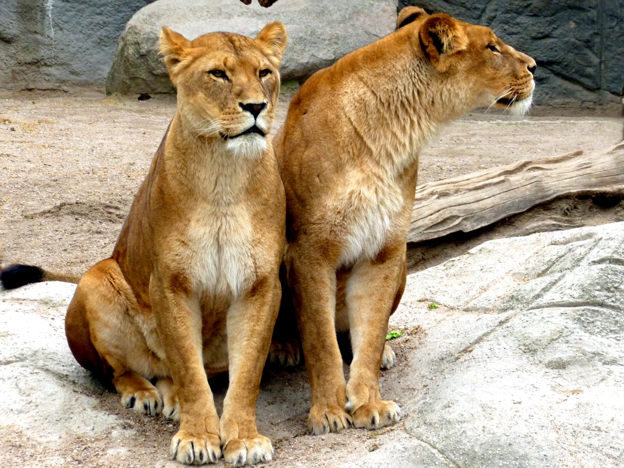 Image - lioness lion females lion big cat