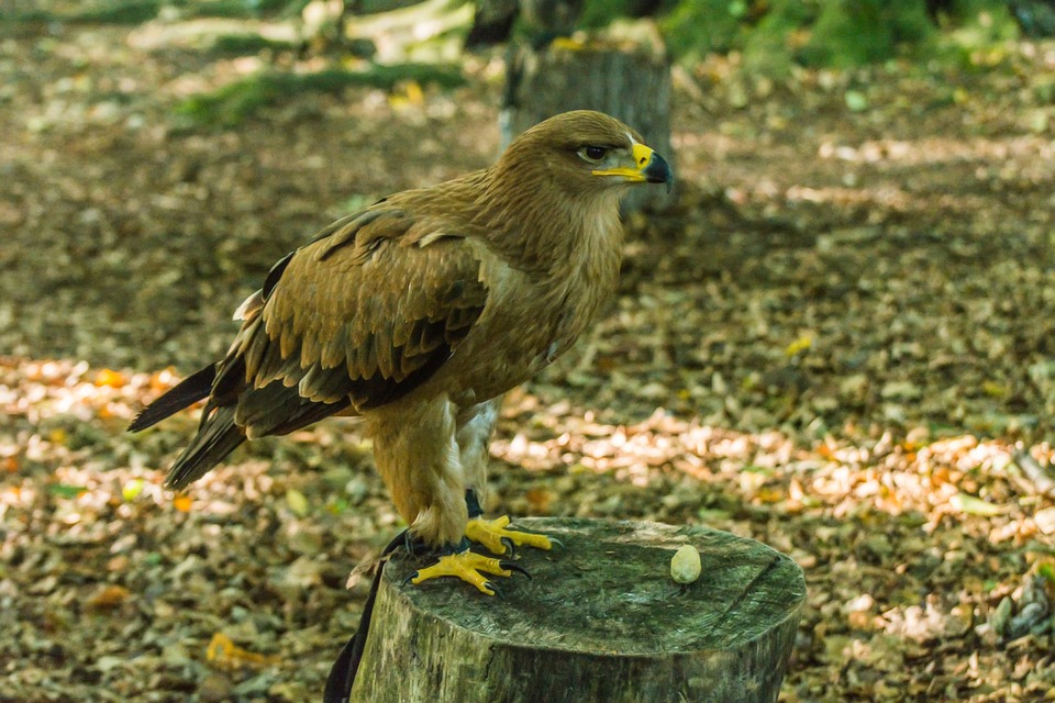 Image - bird of prey nature bird animal