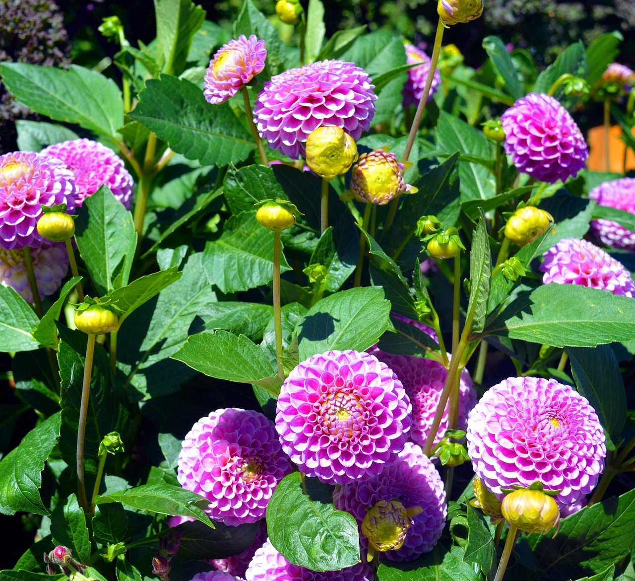 Image - dahlia pompon dahlia composites