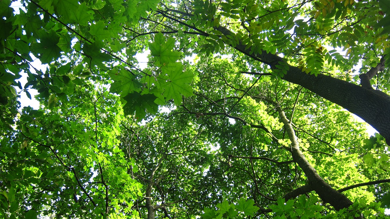 Image - tree tops deciduous trees greenery