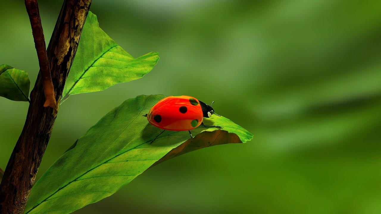 Image - ladybird leaf green white red