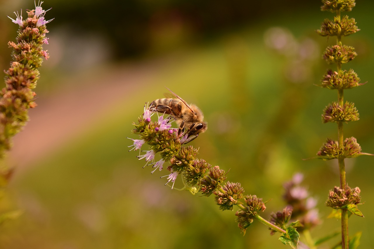 Image - mint minzblüte bee close insect