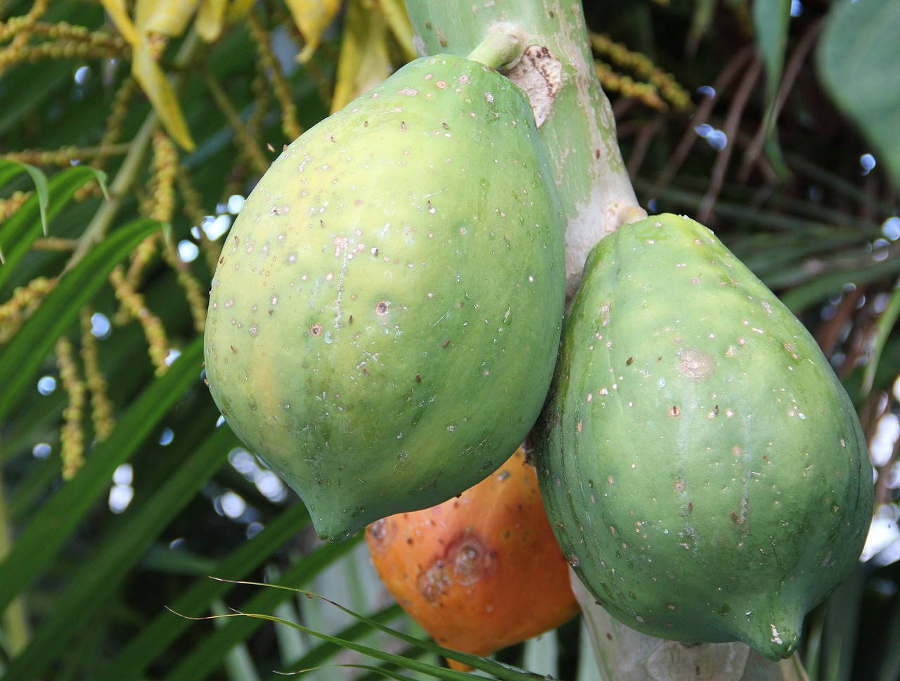 Image - ripe papaya unripe papaya