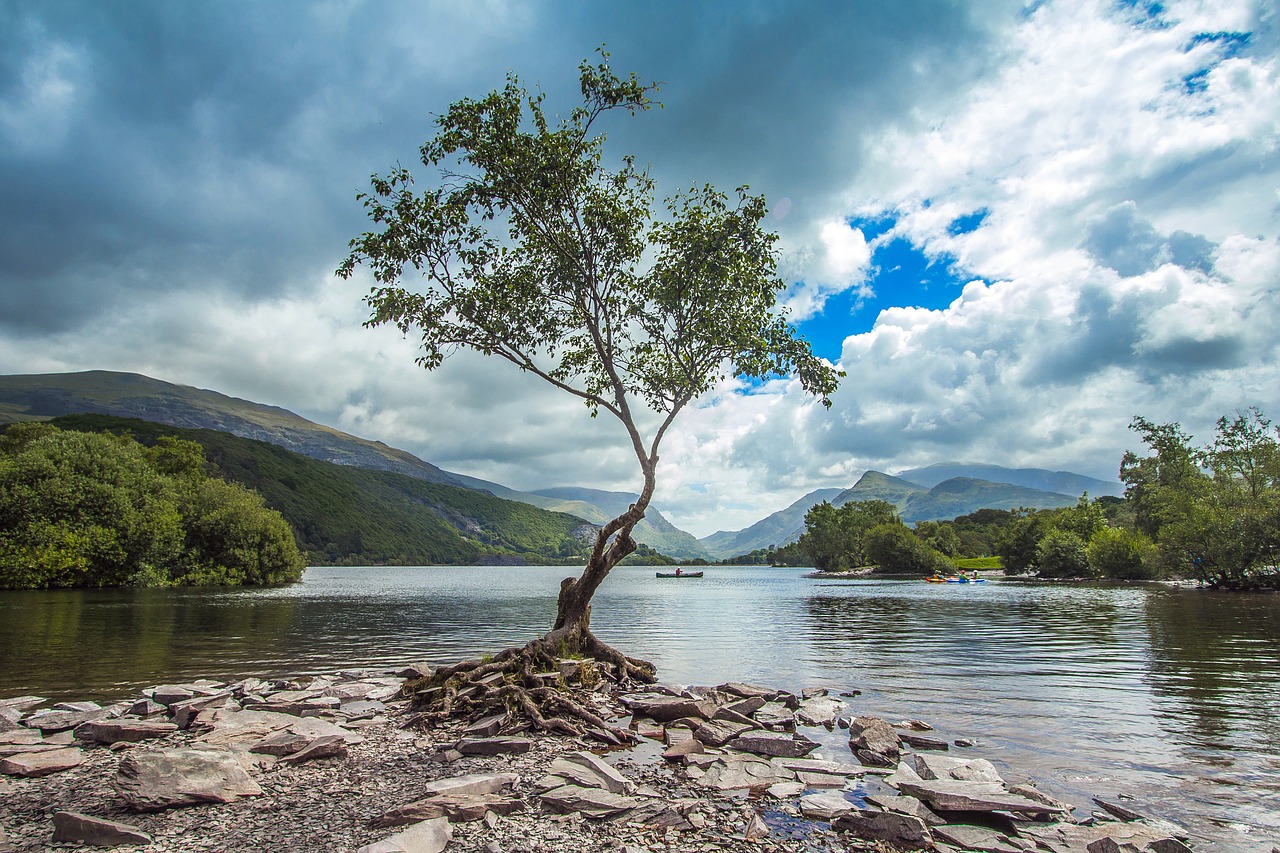 Image - tree lake nature snowdonia