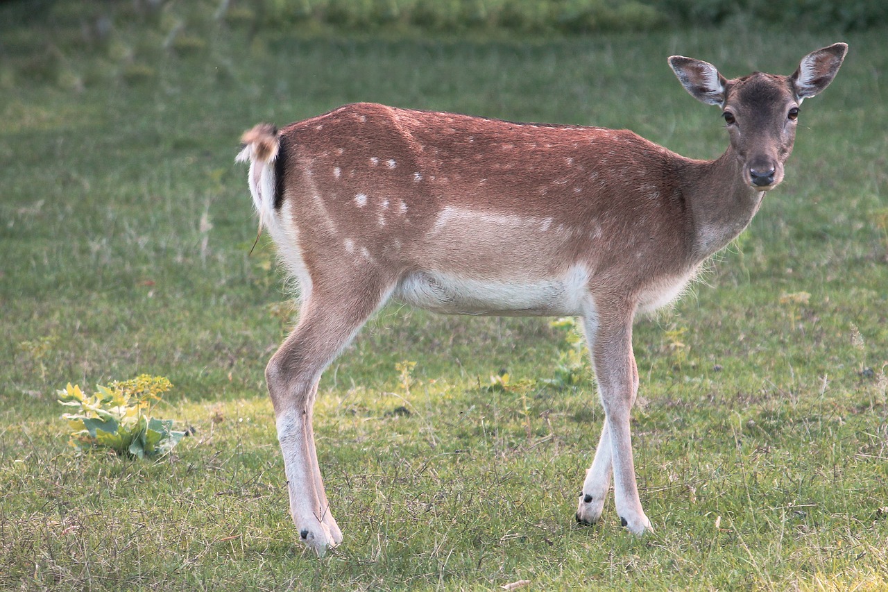 Image - glade roe deer fallow deer nature