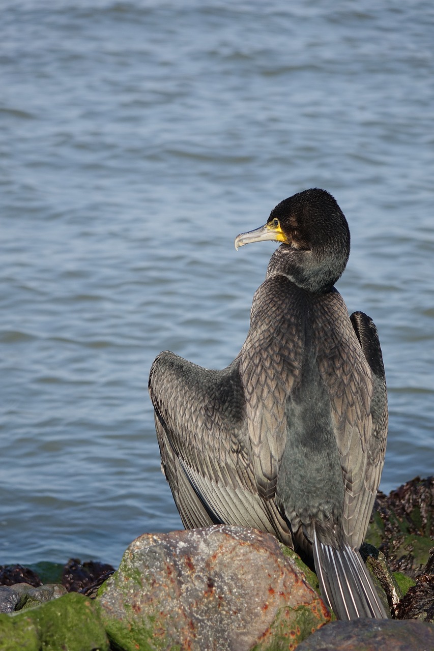 Image - sea cormorant bird coast