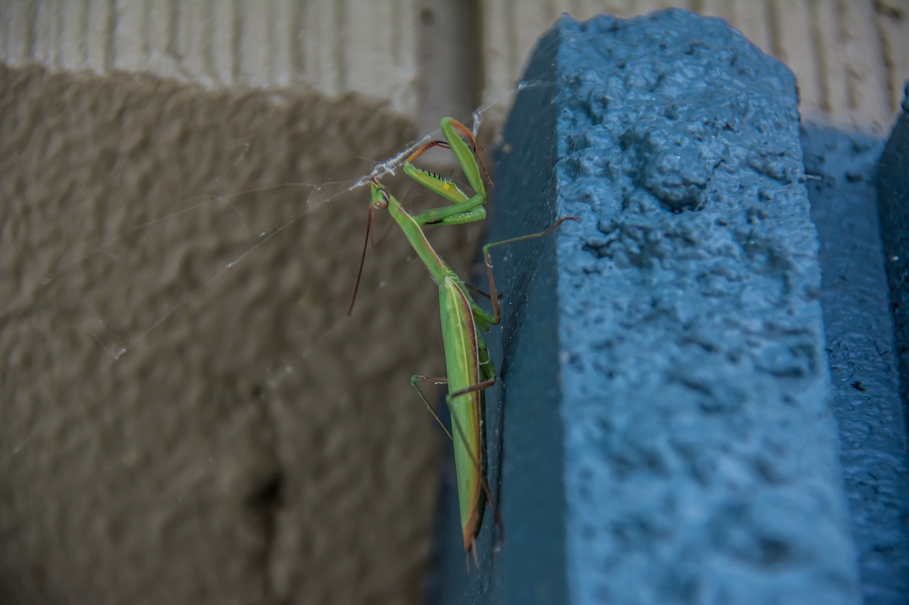 Image - praying mantis insects mantis green