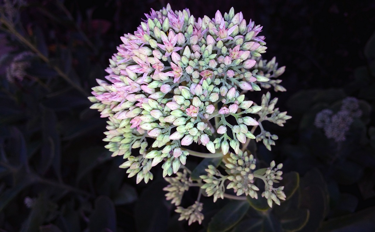 Image - sedum flower plant stonecrop