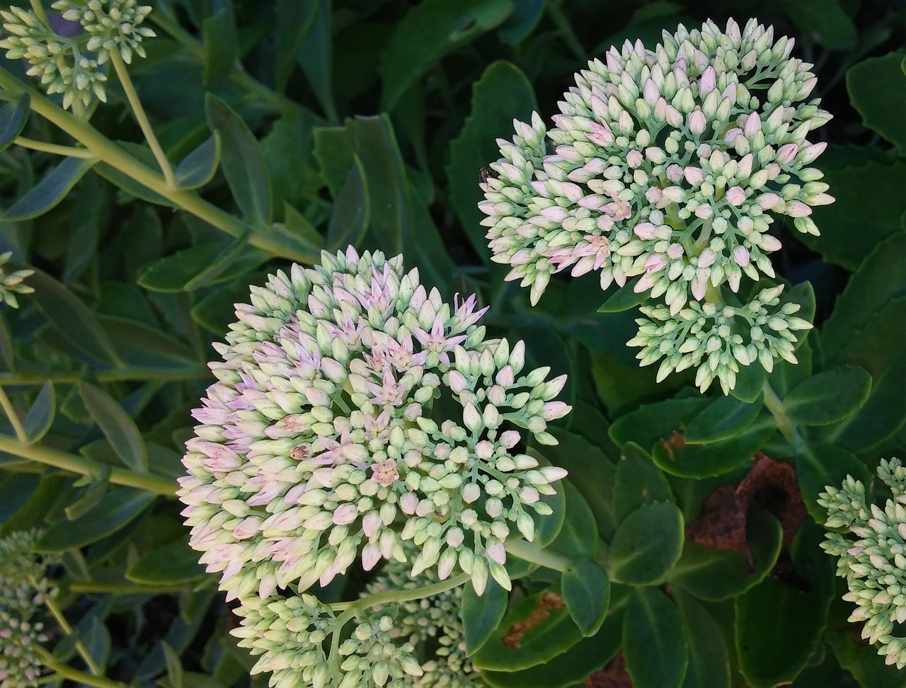 Image - sedum flower plant stonecrop