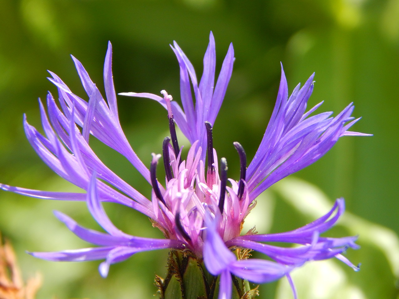 Image - blue mountain knapweed garden summer