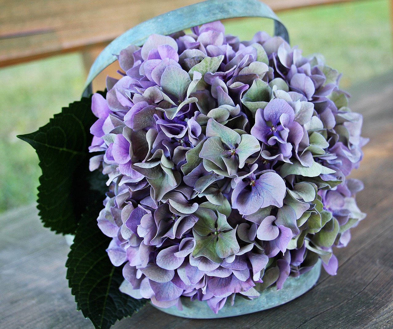 Image - hydrangea flower blossom bloom