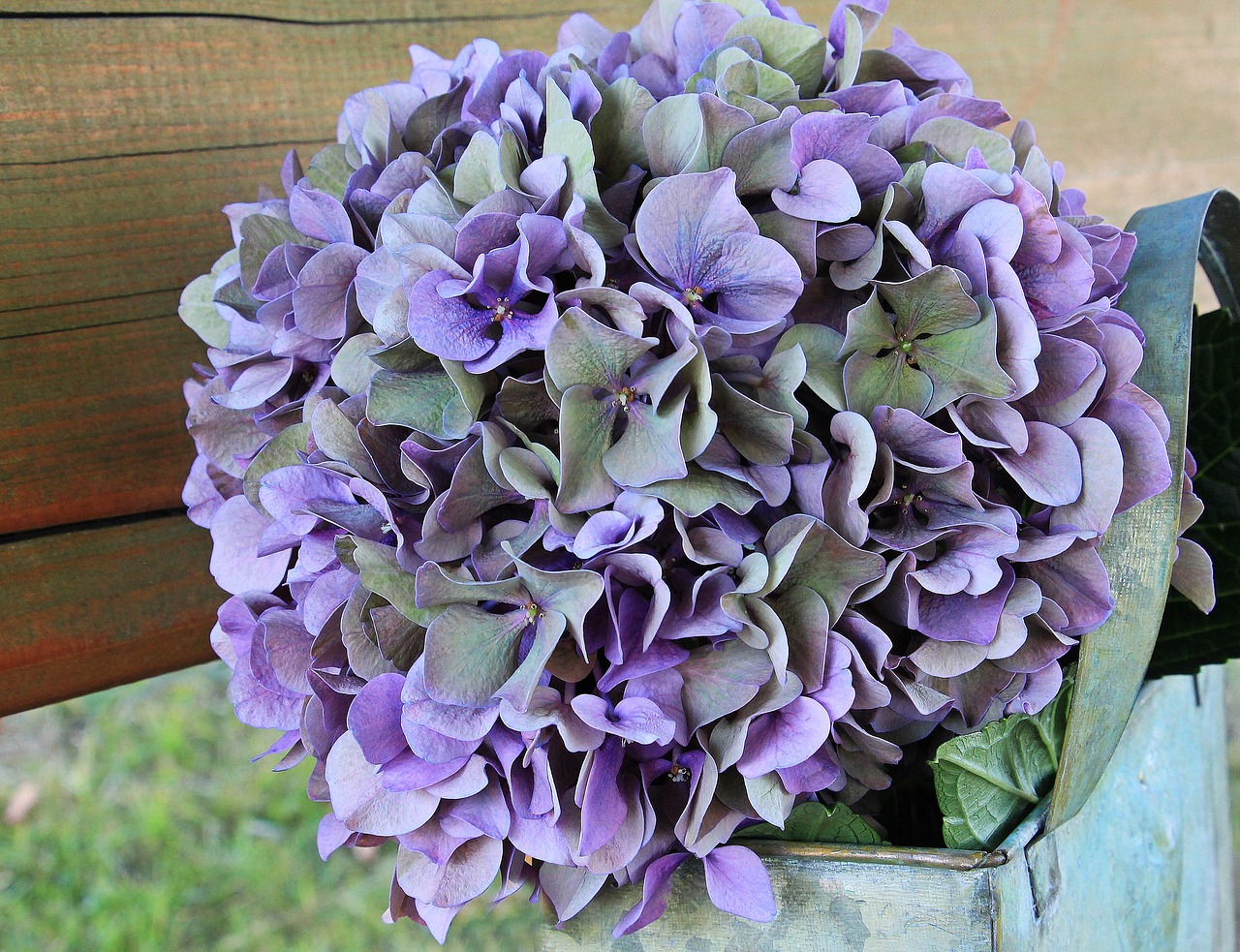 Image - hydrangea flower blossom bloom