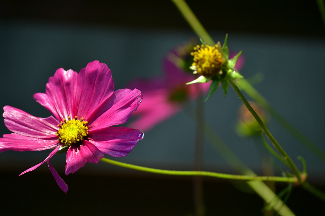 Image - cosmea bright flower blooming