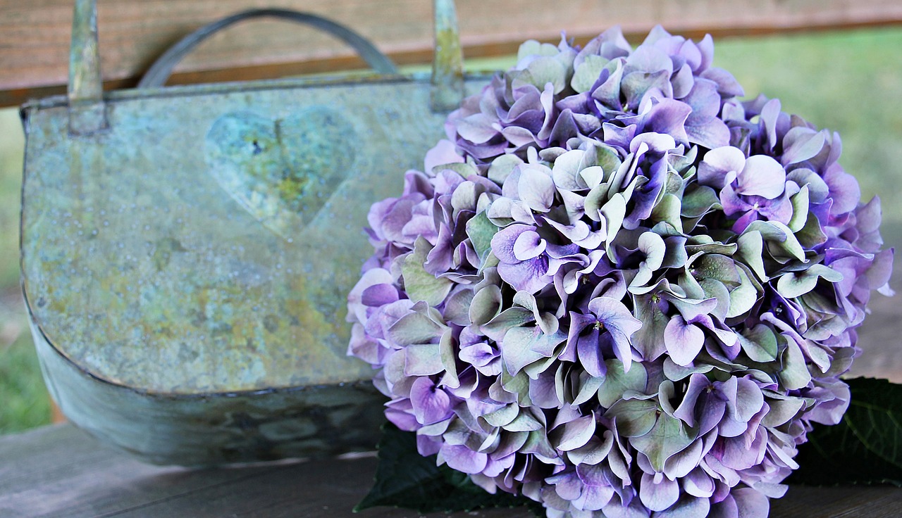 Image - hydrangea flower blossom bloom