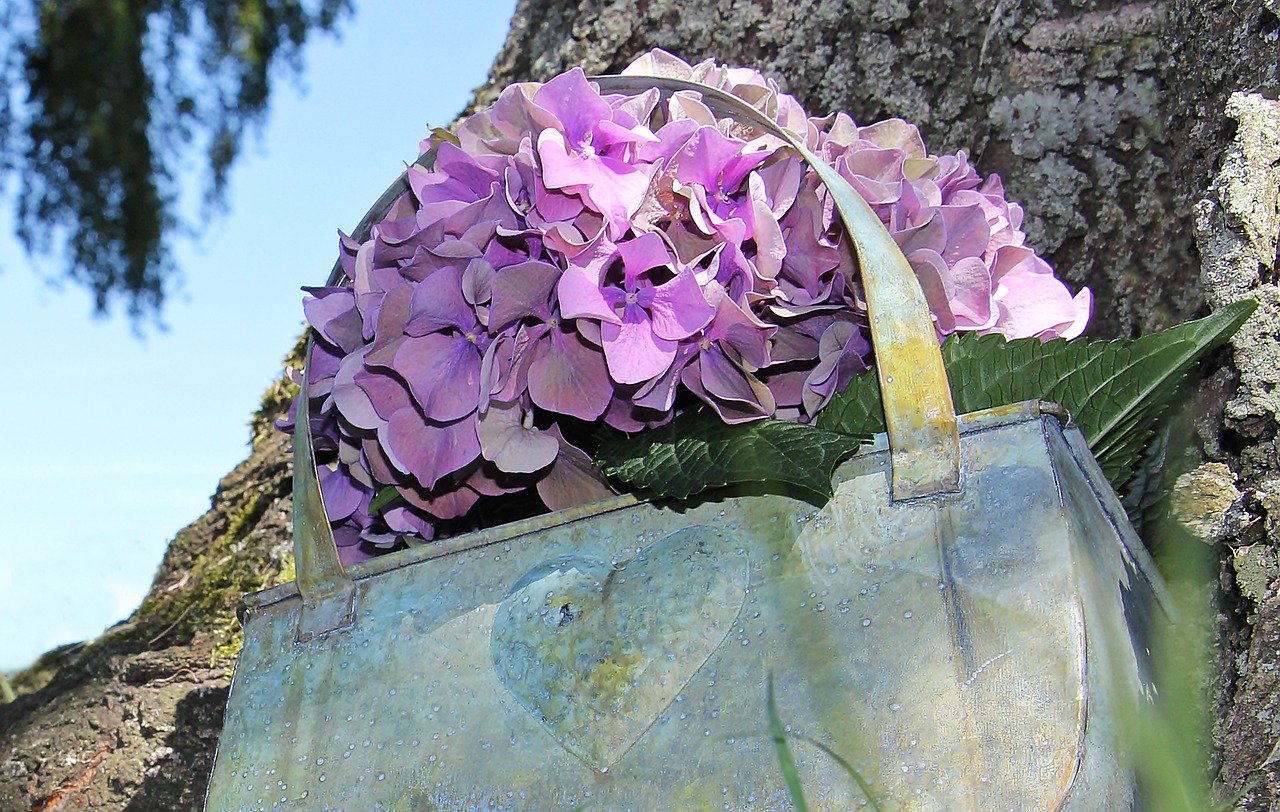 Image - hydrangea flower blossom bloom