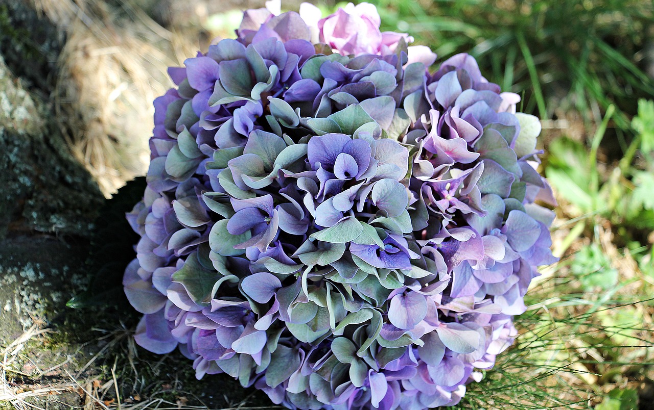 Image - hydrangea flower blossom bloom