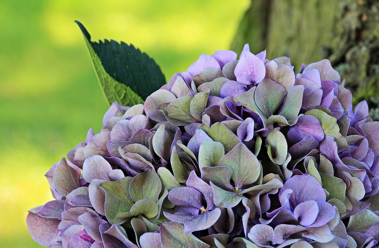 Image - hydrangea flower blossom bloom
