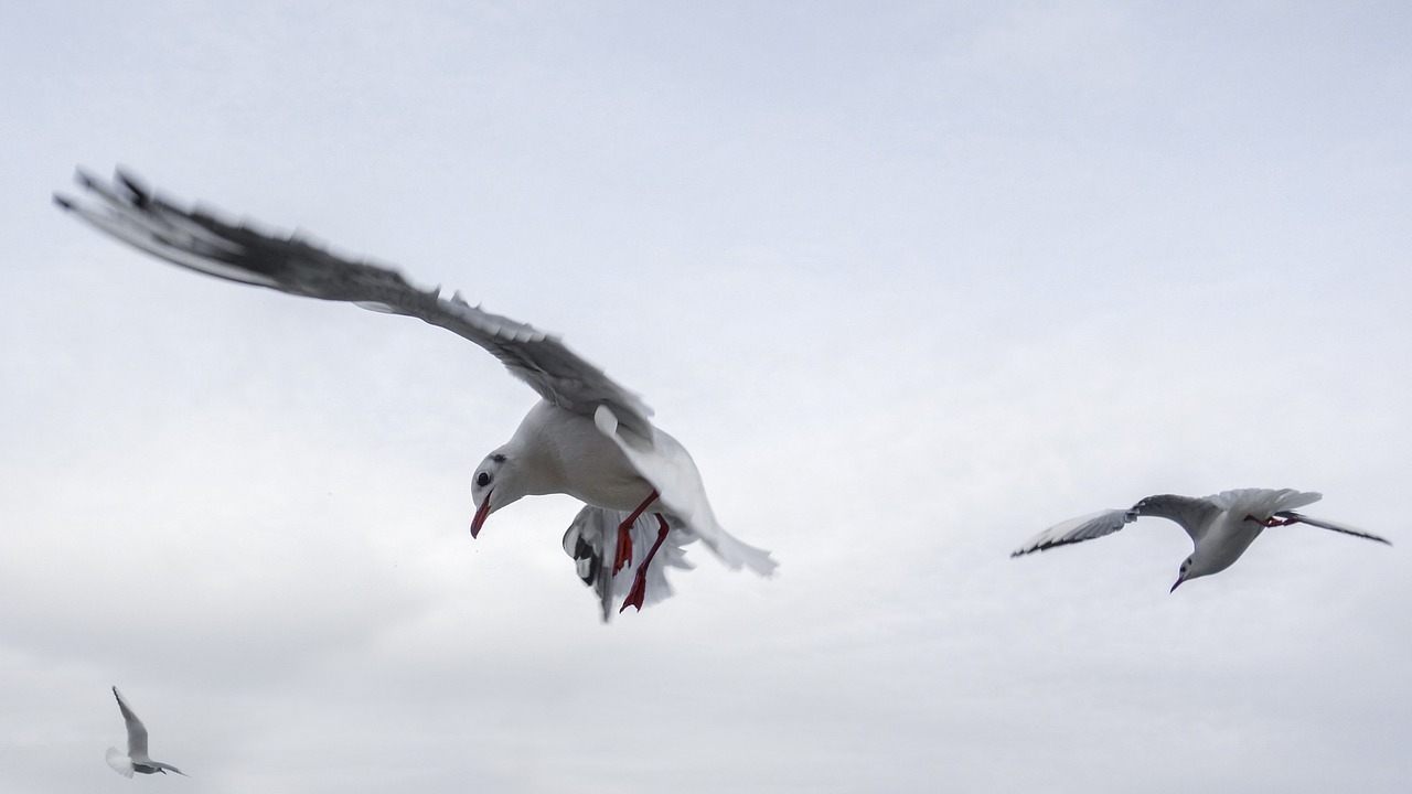 Image - gulls bird sea fly venice