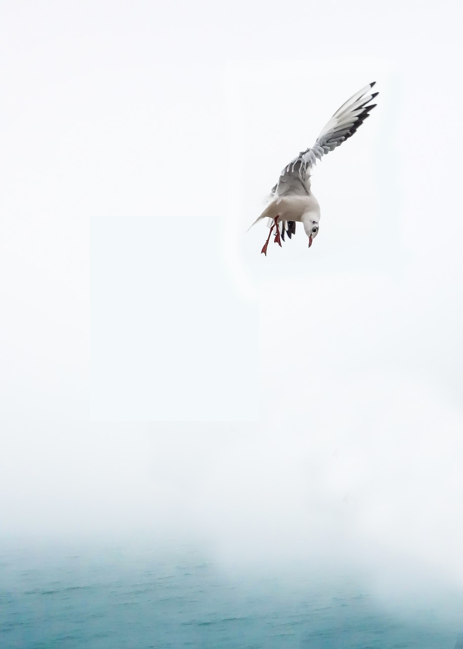 Image - seagull bird sea fly venice