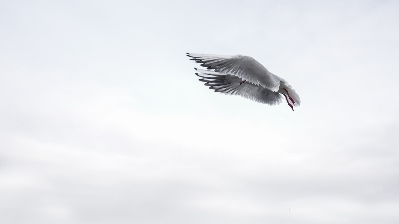 Image - seagull wing bird sea fly venice