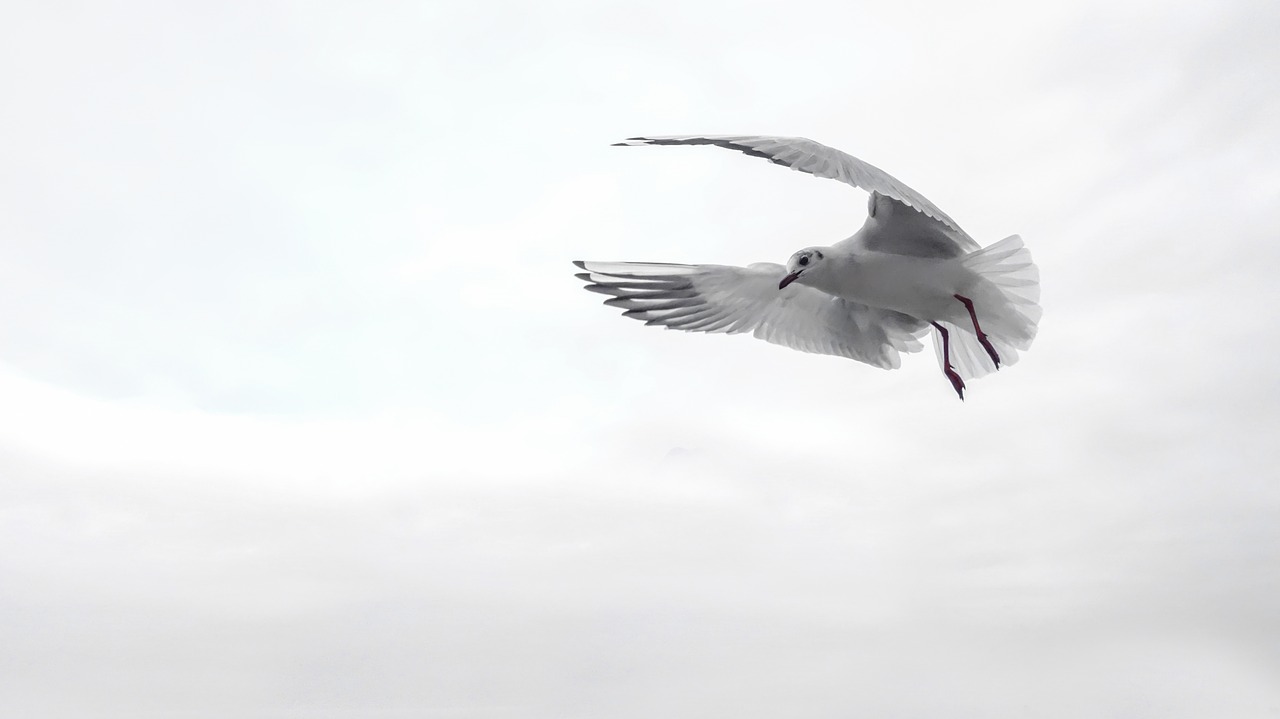 Image - gull wing bird sea fly venice