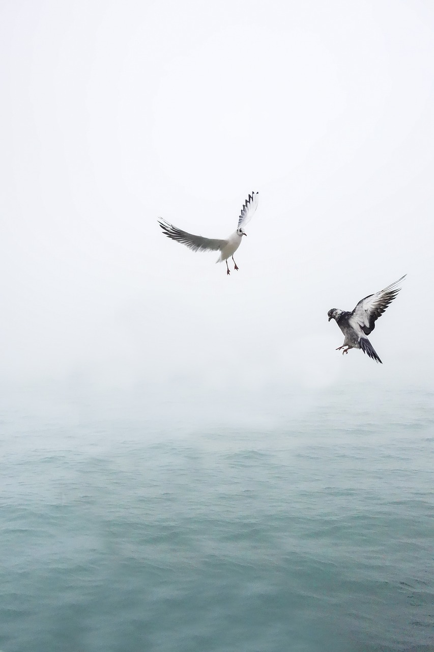 Image - seagull dove wing bird sea fly