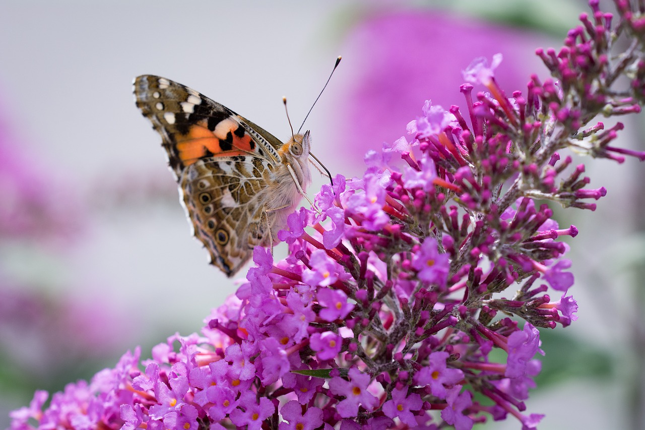 Image - butterfly lilac summer lilac pink