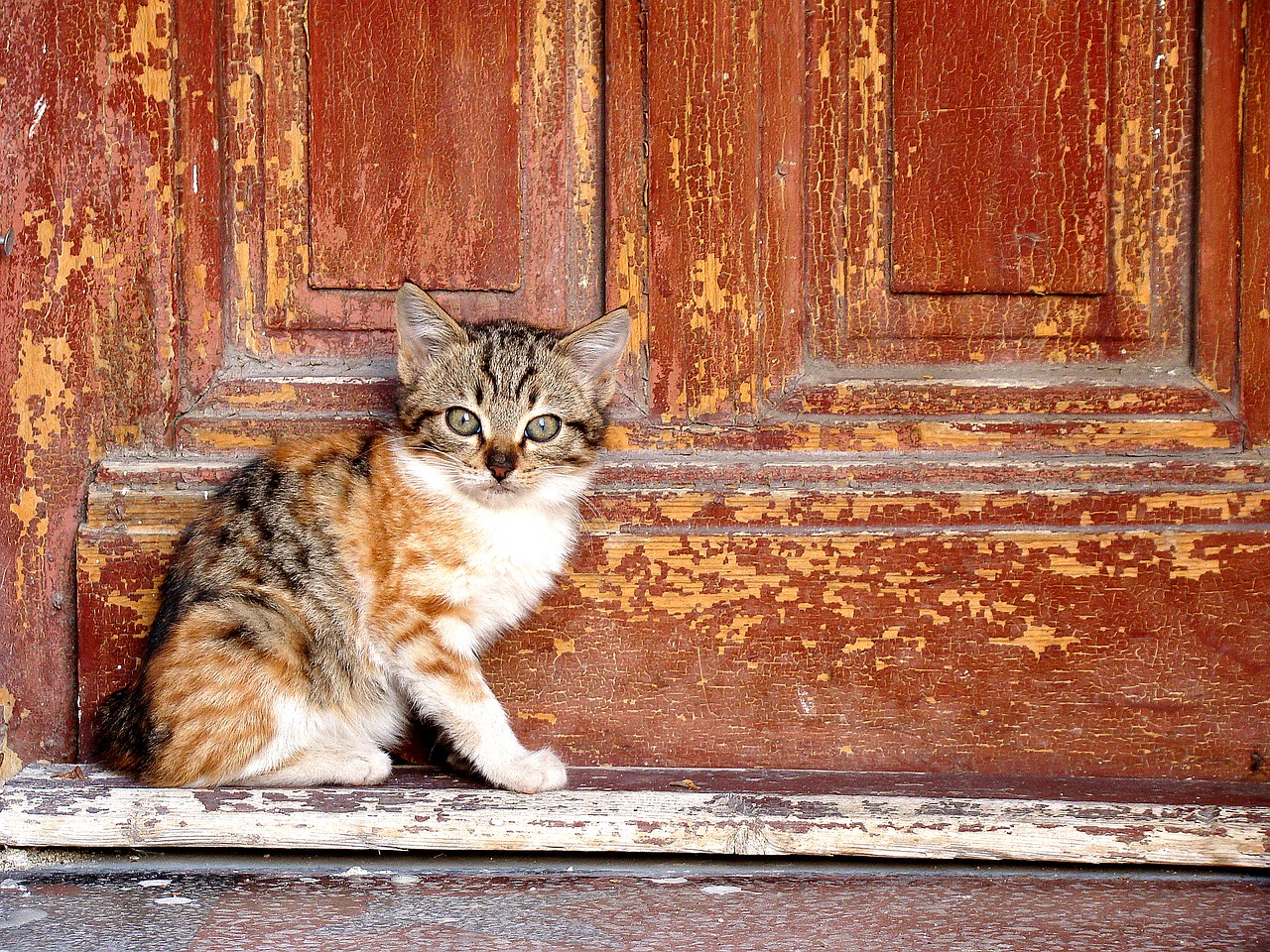 Image - cat cute door pet animal kitten