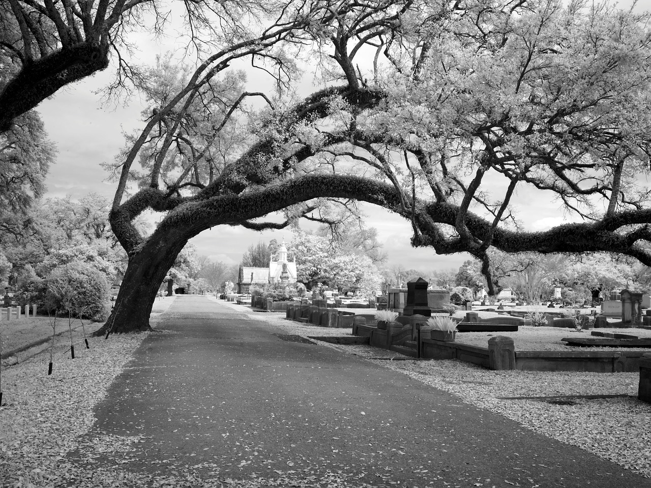 Image - cemetery magnolia cemetery mobile