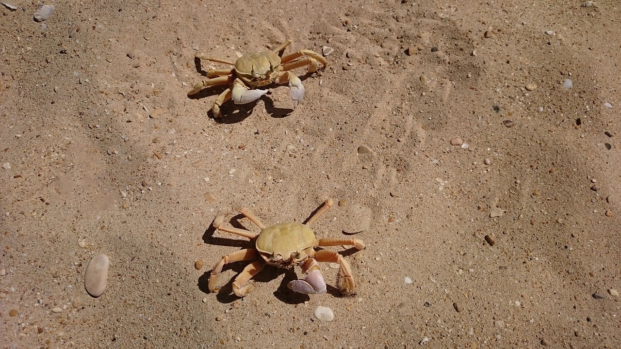 Image - crabs lobster beach sand nature