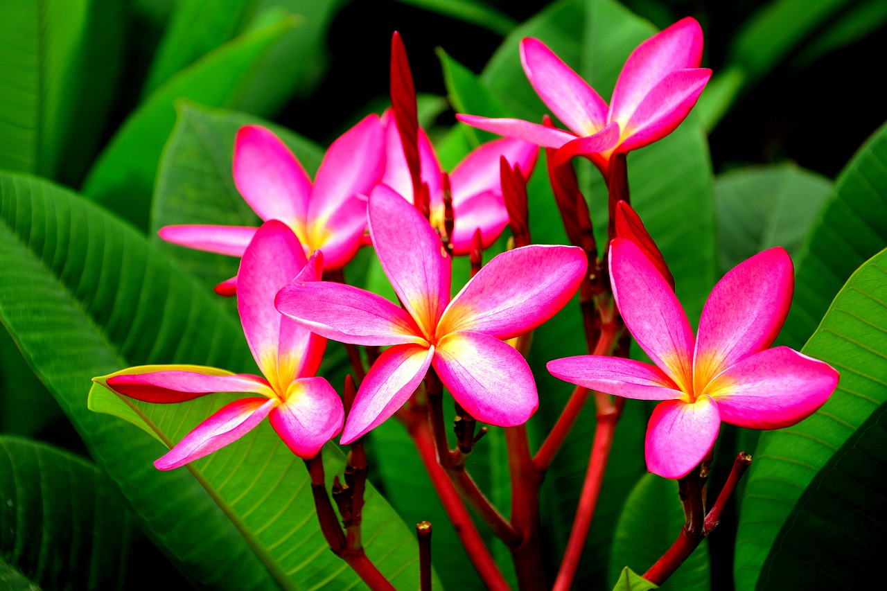 Image - the pink flowers lao league
