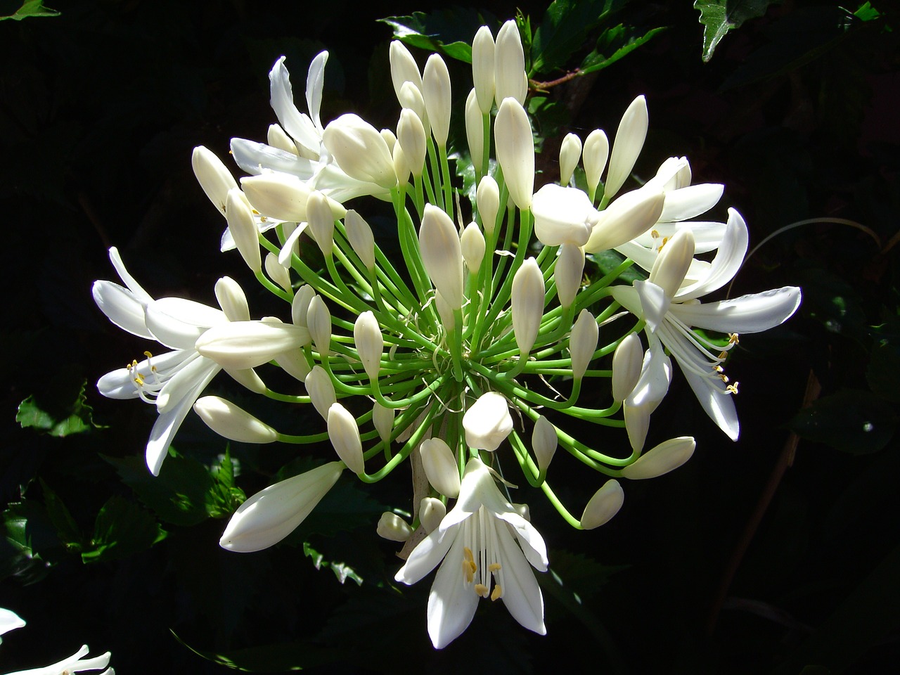 Image - agapanthus funchal madeira portugal