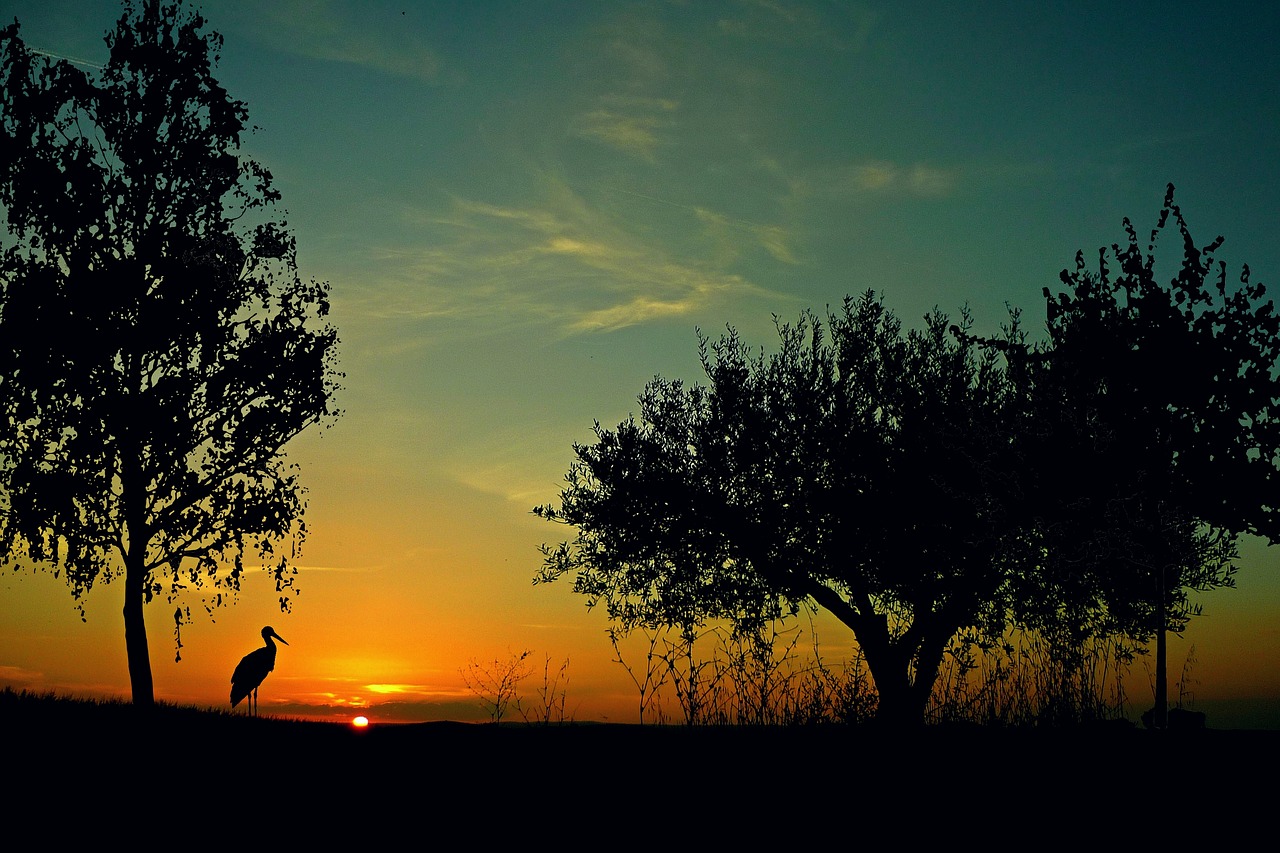 Image - sunset landscape evening sky