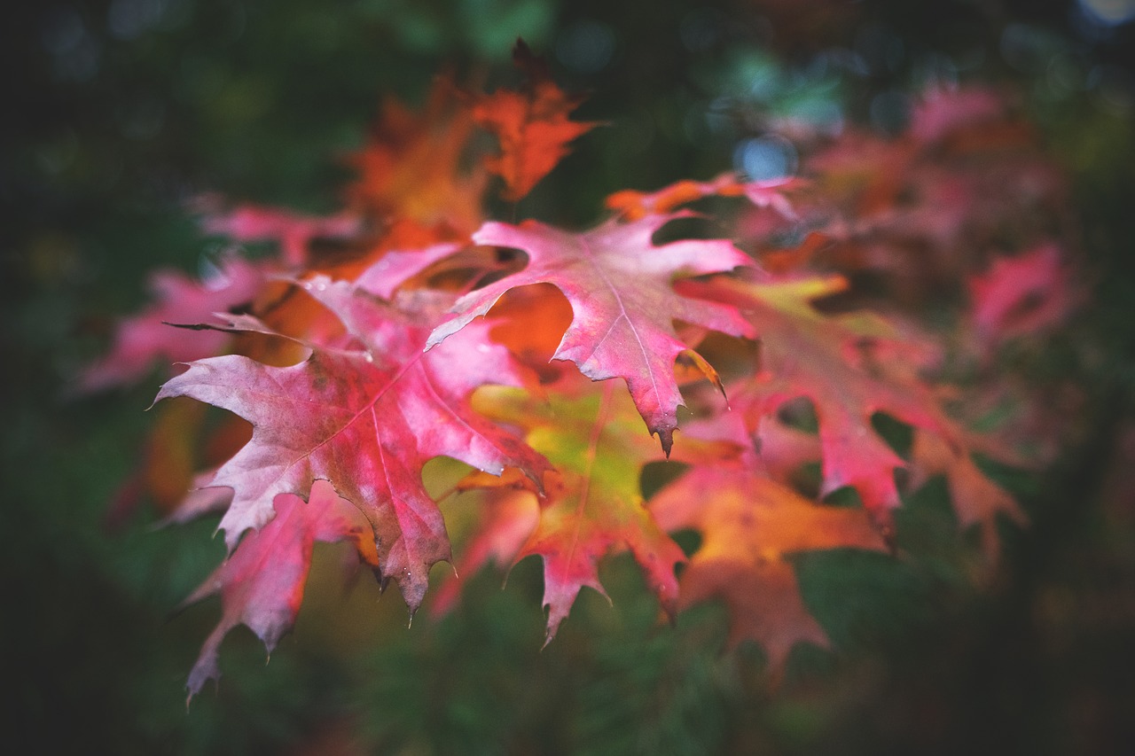 Image - leaves autumn fall foliage nature