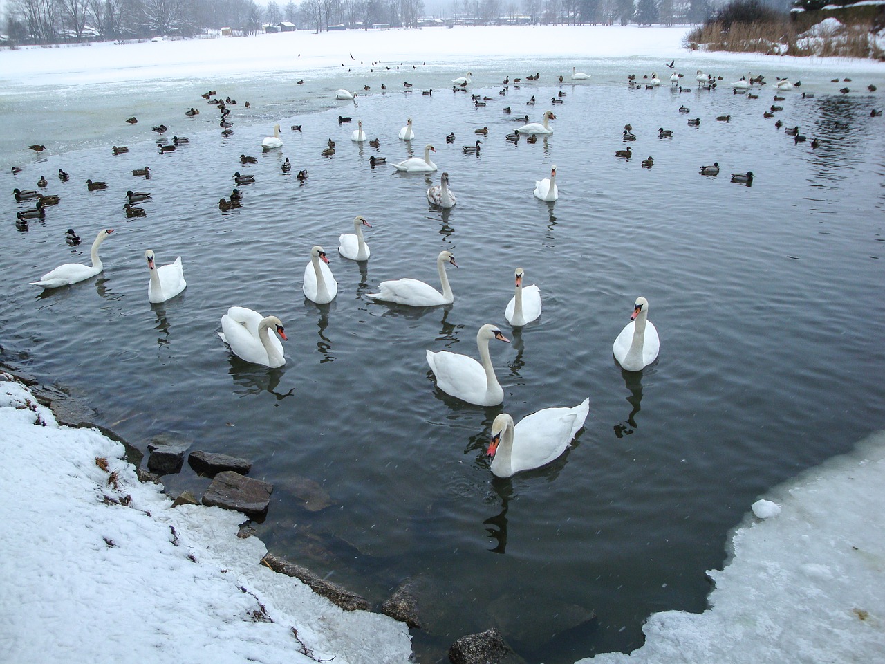 Image - swans ducks pond lake winter