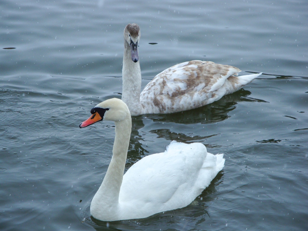 Image - swans pond lake winter waldviertel