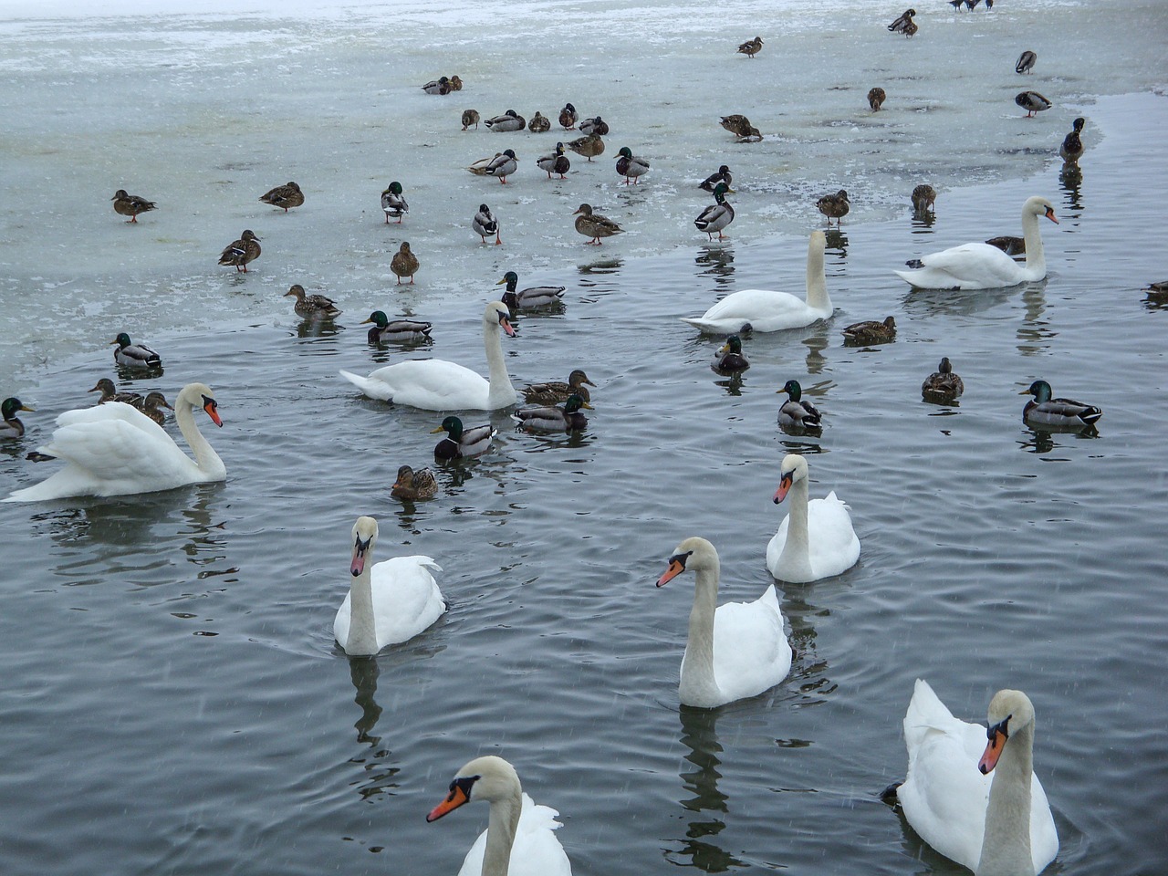 Image - swans ducks pond lake winter