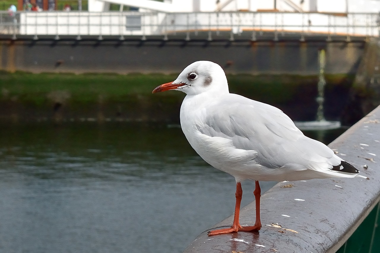 Image - seagull bird port of belfast water