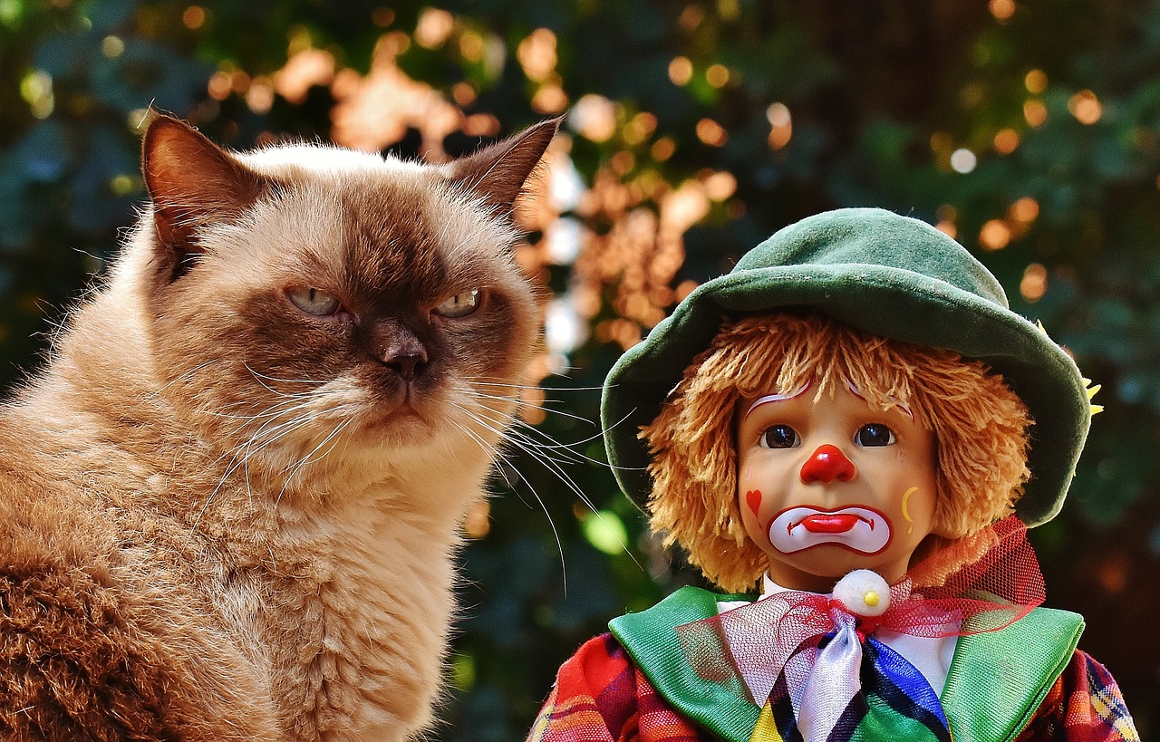 Image - doll clown sad cat