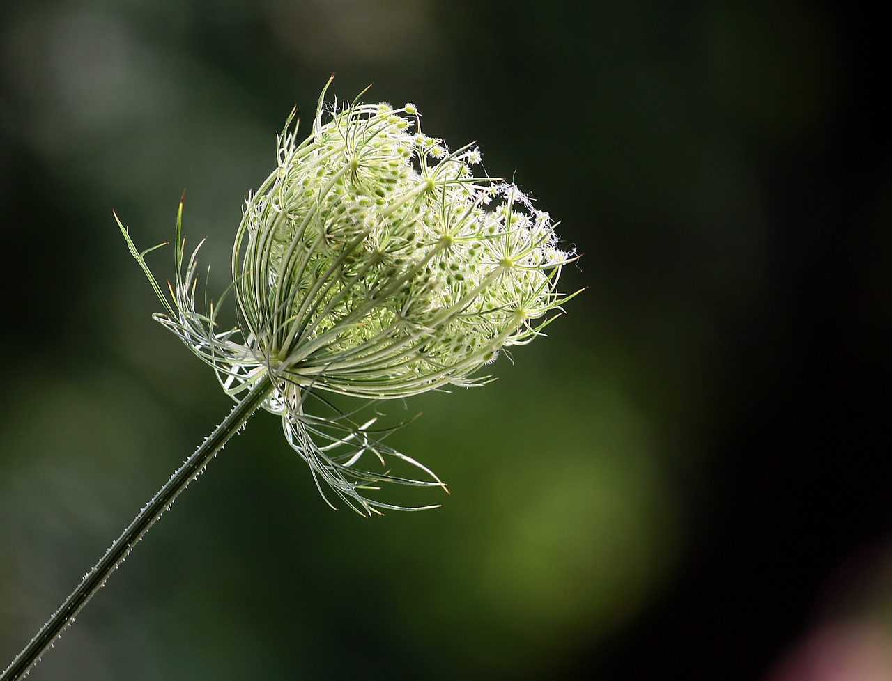 Image - wild carrot flower summer nature