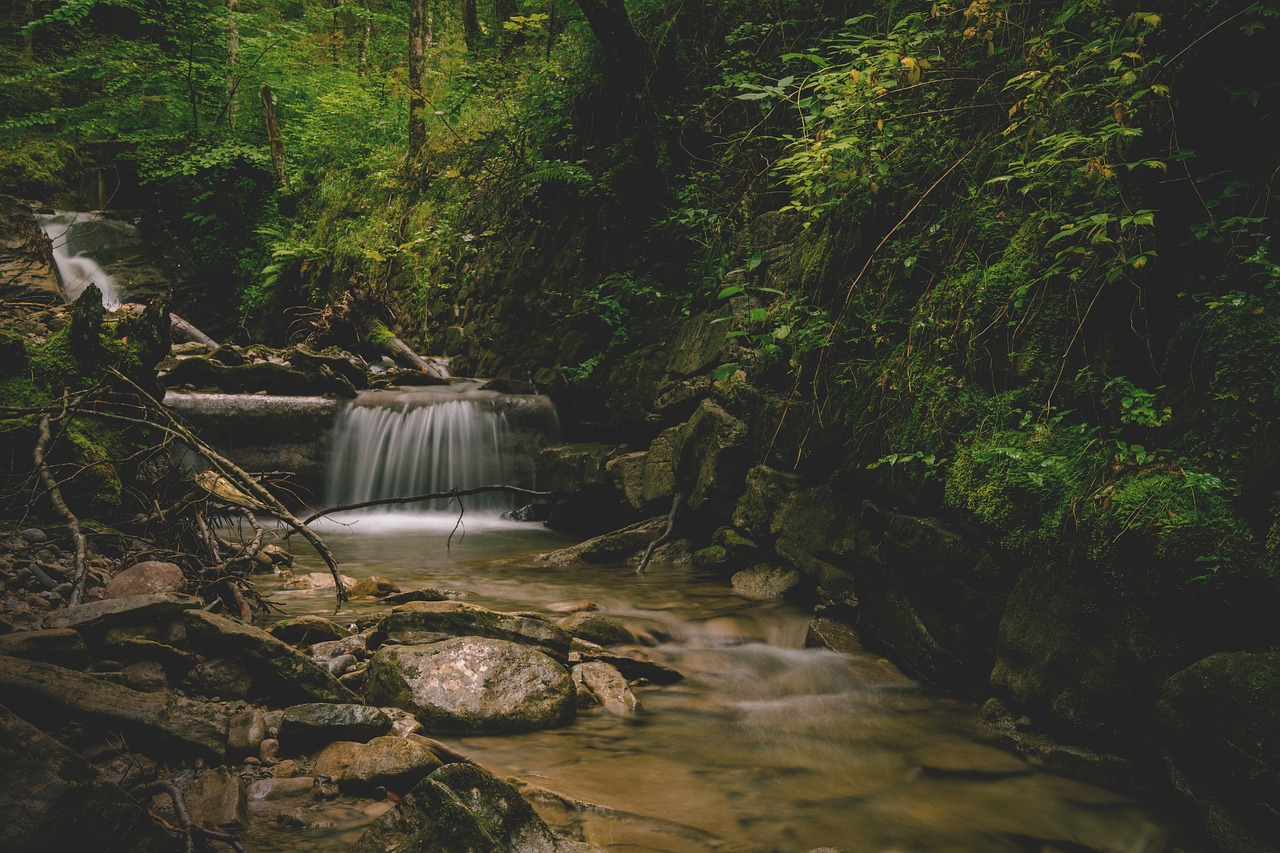 Image - bach river forest water nature